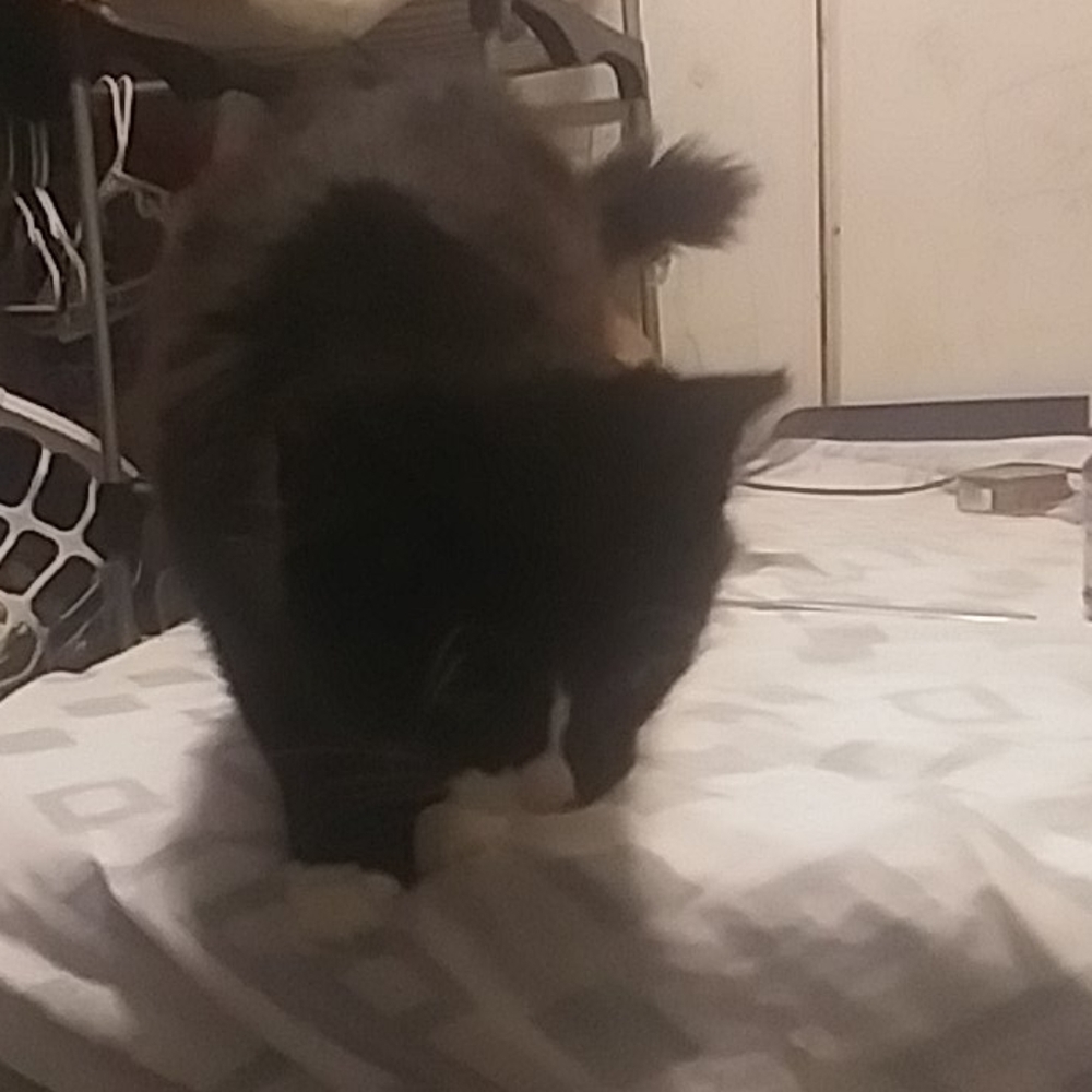 Cat - Picture 1 of 1